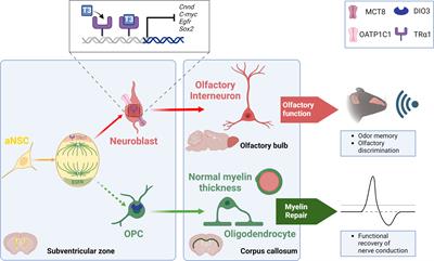 Thyroid hormone action in adult neurogliogenic niches: the known and unknown